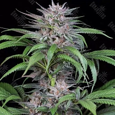 Auto Killer Kush feminised Ganja Seeds (4 шт.)