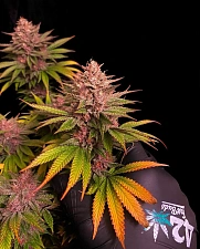 Purple Lemonade FF (FsBd) (1 шт.)