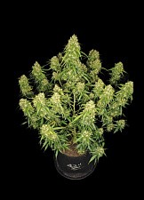 Sour Jealousy Auto autofem (FsBd) (5 шт.)