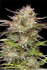 California Haze fem (HmbS) (5 шт.)