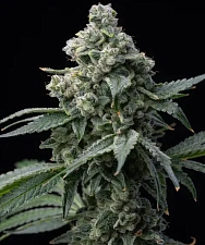 Bruce Banner fem (Brn) (10 шт.)