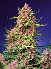 Strawberry Cola Sherbet F1 Fast Version fem (SwS) (5+2 шт.)