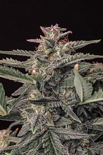 Original Auto White Widow autofem (FsBd) (1 шт.)