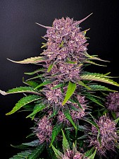 Purple Lemonade autofem (FsBd) (10 шт.)