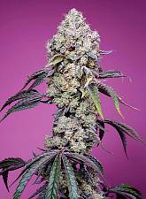 Sweet Mandarine Zkittlez F1 Fast Version fem (SwS) (5+2 шт.)