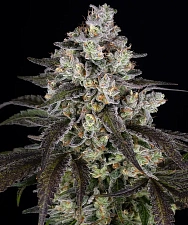 Trainwreck fem (Brn) (1 шт.)