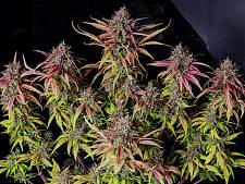 Lemon Cherry Cookies Auto autofem (FsBd) (1 шт.)