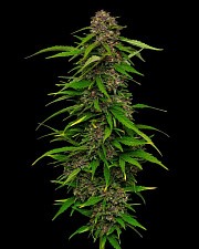 Squirt Auto autofem (HmbS) (3 шт.)