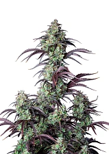 Mimosa Cake Auto autofem (FsBd) (10 шт.)