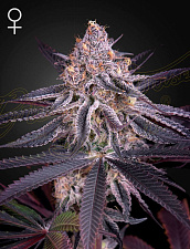 King’s Juice (Feminised) fem (GHS) (1 шт. собст.фасовка)