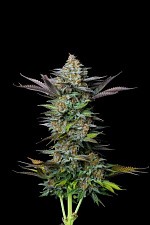 Tropicana Cookies FF (FsBd) (1 шт.)
