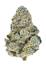 Lemonpaya fem (FsBd) (1 шт.)