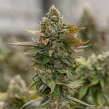 Auto Skywalker OG feminised Ganja Seeds (1 шт.)