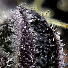 Blue Dream fem (Brn) (3 шт.)