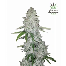 Gorilla Auto/ Gorilla Glue Auto (FsBd) (10 шт.)