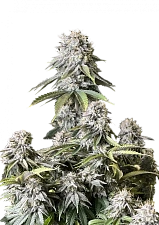 Orange Sherbet FF (FsBd) (10 шт.)
