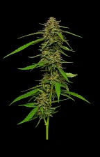 Strawberry Cheesecake Auto autofem (HmbS) (5 шт.)
