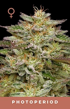 Golden Sands fem (HmbS) (5 шт.)