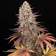 Sour Strawberry fem (Brn) (3 шт.)
