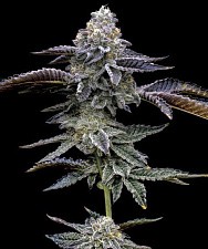 Gas Pack fem (Brn) (10 шт.)