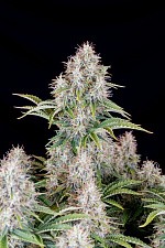 Original Auto Cinderella autofem (FsBd) (10 шт.)