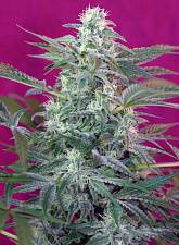 Big Foot fem (SwS) (3+1 шт.)
