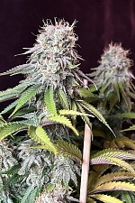 Orange Sherbet FF (FsBd) (3 шт.)