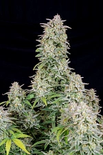 Forbidden Runtz autofem (FsBd) (10 шт.)