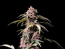 Amnesia Zkittlez Auto autofem (FsBd) (10 шт.)