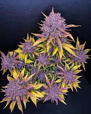 Purple Lemonade autofem (FsBd) (5 шт.)