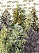 Sweet Mix Auto autofem (SwS) (10 шт.)