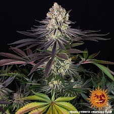 Runtz fem (Brn) (10 шт.)