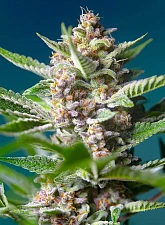 Purple Punch OG fem (SwS) (25 шт.)