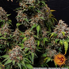 White Widow XXL fem (Brn) (10 шт.)