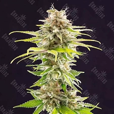 Auto Killer Kush feminised Ganja Seeds (7 шт.)