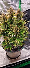 Original Auto Big Bud autofem (FsBd) (25 шт.)