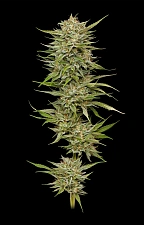 OG Kush fem (HmbS) (3 шт.)
