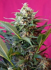 Big Devil XL Auto autofem (SwS) (25 шт.)