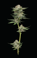 Durban Poison Auto autofem (HmbS) (3 шт.)