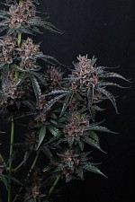 Mango Cherry Runtz Auto autofem (FsBd) (10 шт.)