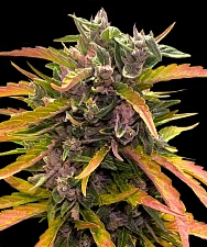 GG4 Auto autofem (Brn) (3 шт.)