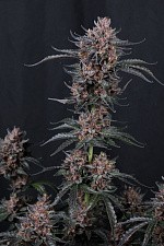 Mango Cherry Runtz Auto autofem (FsBd) (1 шт.)