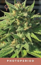 Bigfoot Glue fem (HmbS) (5 шт.)