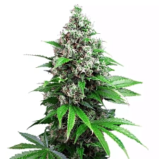 Auto Killer Kush feminised Ganja Seeds (1 шт.)