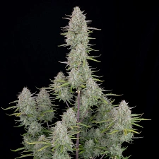 Wedding Cheesecake Auto autofem (FsBd) (10 шт.)