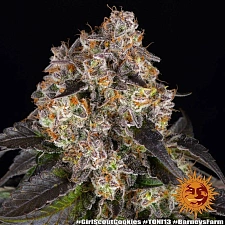 Girl Scout Cookies fem (Brn) (5 шт.)
