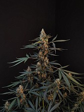 Original Auto Northern Lights autofem (FsBd) (3 шт.)