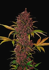 LSD-25 autofem (FsBd) (10 шт.)
