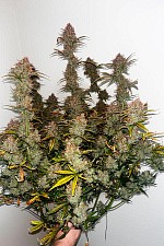Original Auto Amnesia Haze autofem (FsBd) (10 шт.)