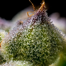Mendo Breath fem (Brn) (5 шт.)